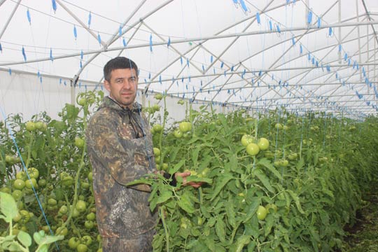 Шумаковские томаты покупают и москвичи