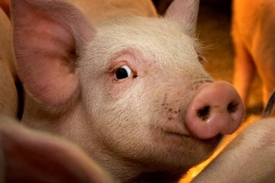 Фермеры получат субсидии на разведение коз и коров